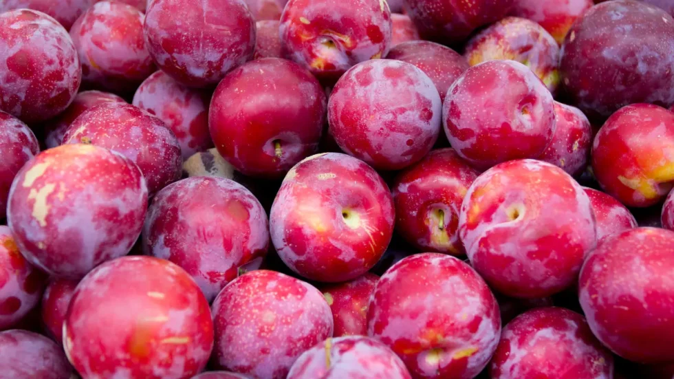 Fresh Plums