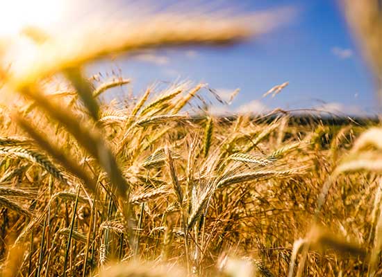 Agricultural fields and crops