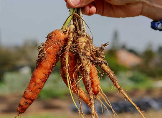 Fresh harvest from the field