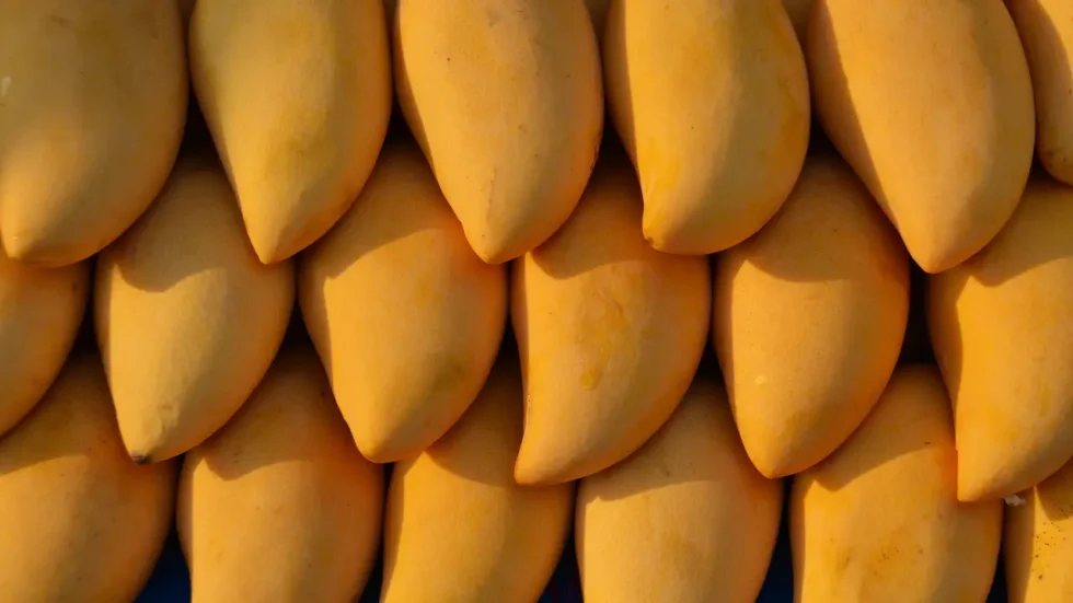 Fresh Mango