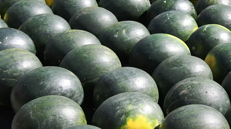 Fresh Watermelon